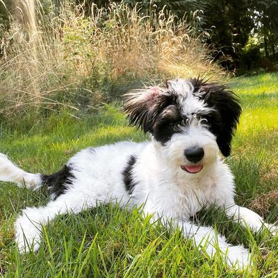 Mostly white with black spots and tan eyebrows mini bernedoodle. Laying outside in the long grass.