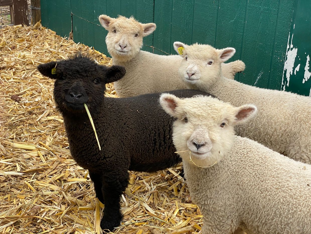 English Babydoll Sheep