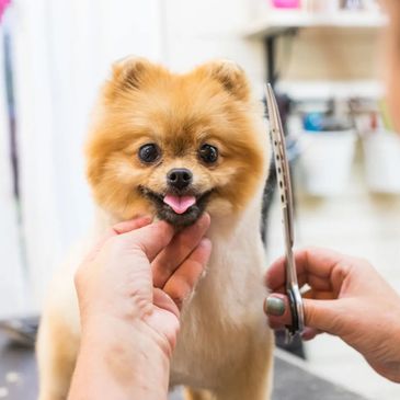 Dog Grooming
