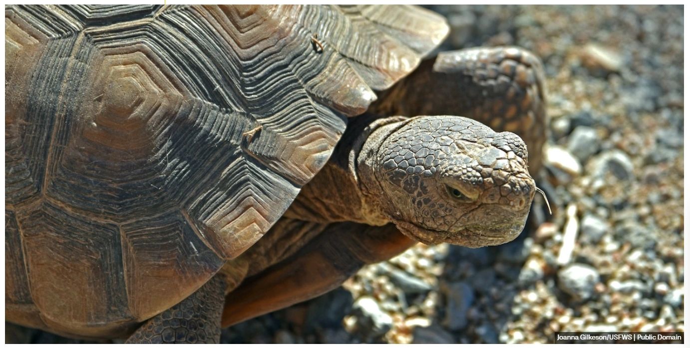 Mid-Week Turtle Talk