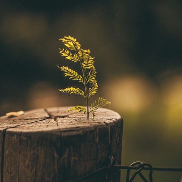 Small plant growing from a tree stump.