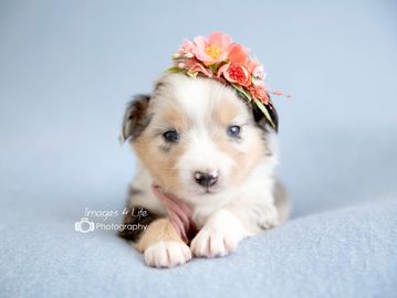 puppy on blue with flowers headband 