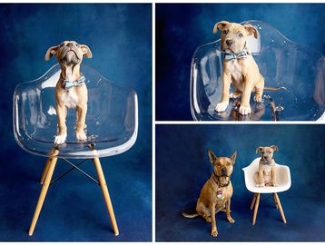 puppy in clear chair and dark blue backdrop 