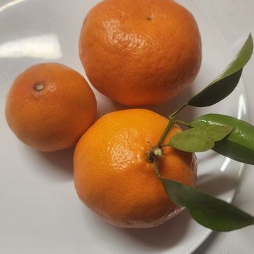 These little juicy mandarin oranges