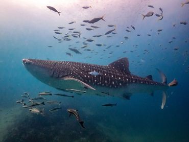 Whale shark in Cabo Pulmo National Marine Preserve, Baja California Sur, Mexico.