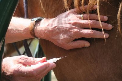 Person administering an injection to a brown horse.
