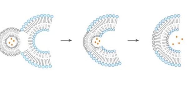 Illustration of a liposome releasing its encapsulated contents by membrane fusion.
