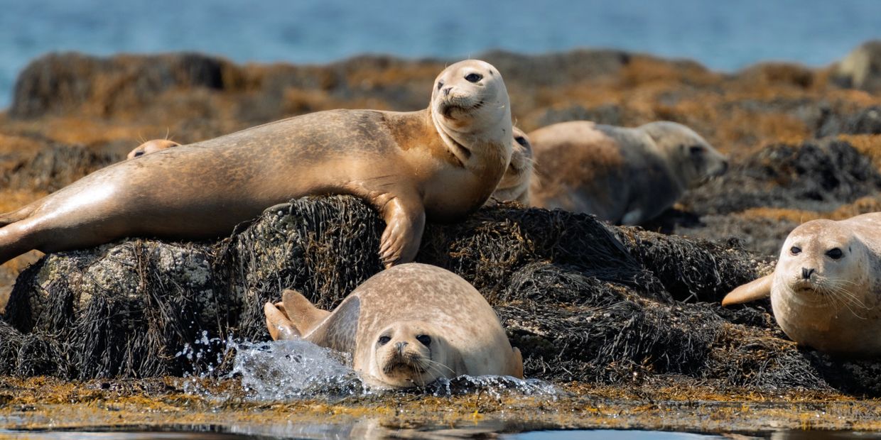 A group of seals resting on rocky shores by the water.