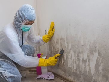 Mold Remediation Naples