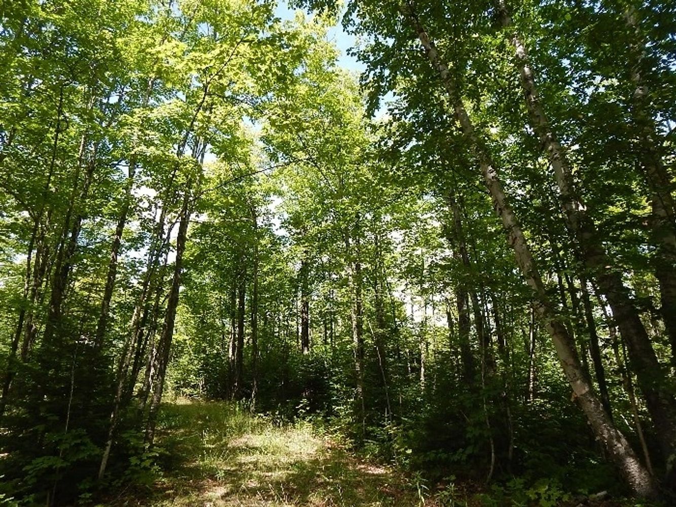 Maple Hardwoods, Inc. Lumber Hessel, Michigan