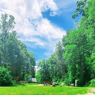 A sunny clearing surrounded by tall green trees under a blue sky.