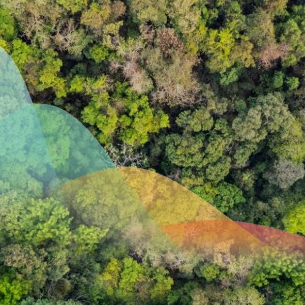 Aerial view of a dense forest with colorful translucent overlays.