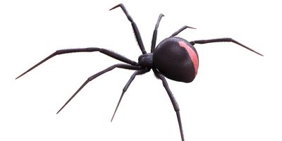 how to get rid of spiders