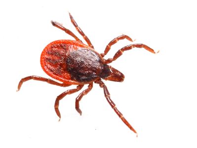 how to remove a tick