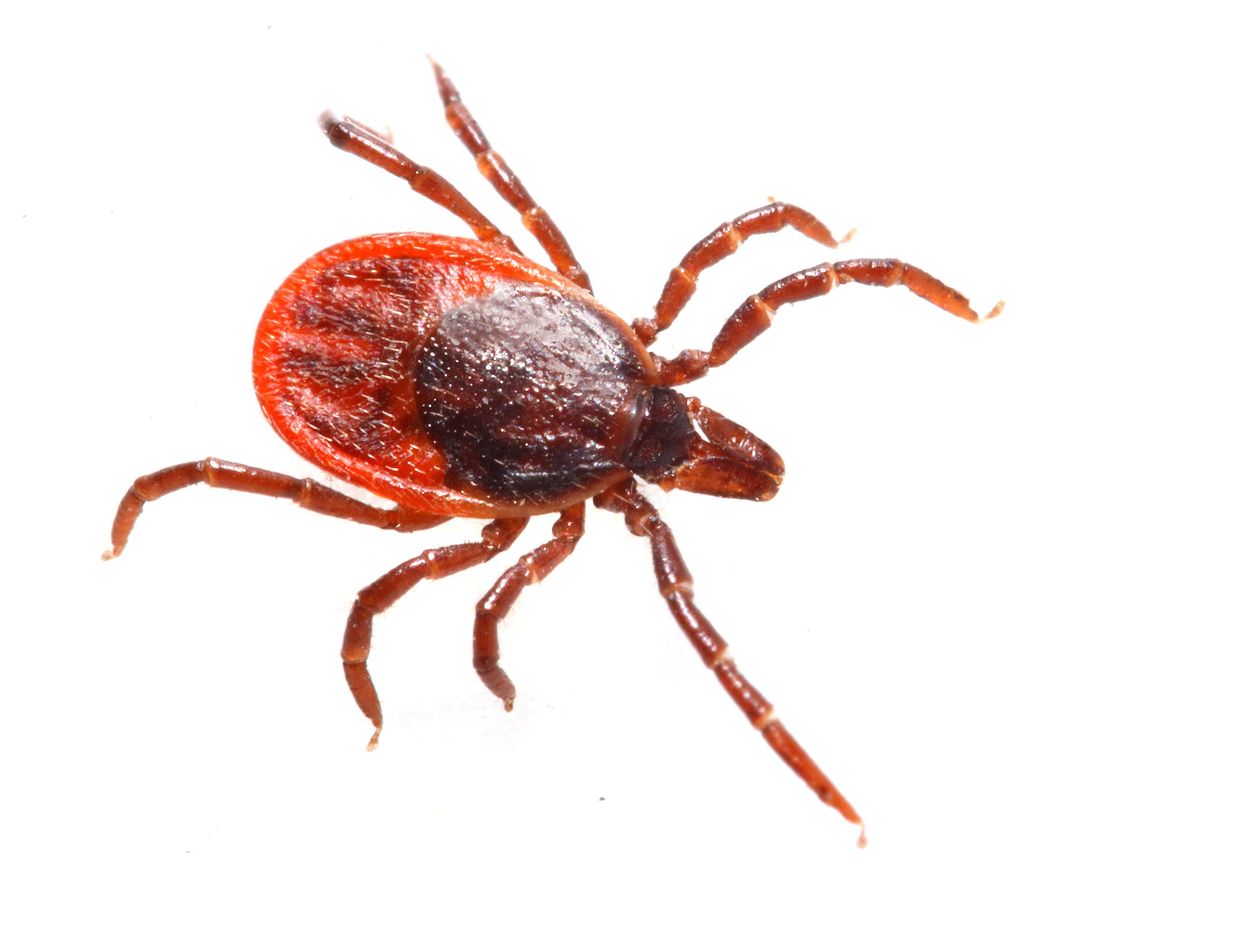 how to remove a tick