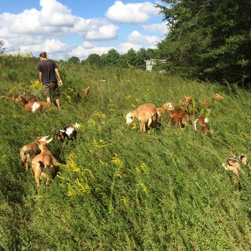 Goats eating in field. Herdshares, Herd shares. Goats browsing.