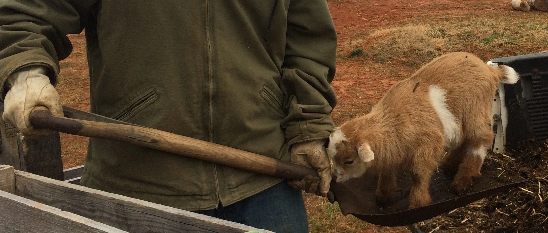 cute baby goat.