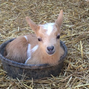 Cute baby goat.