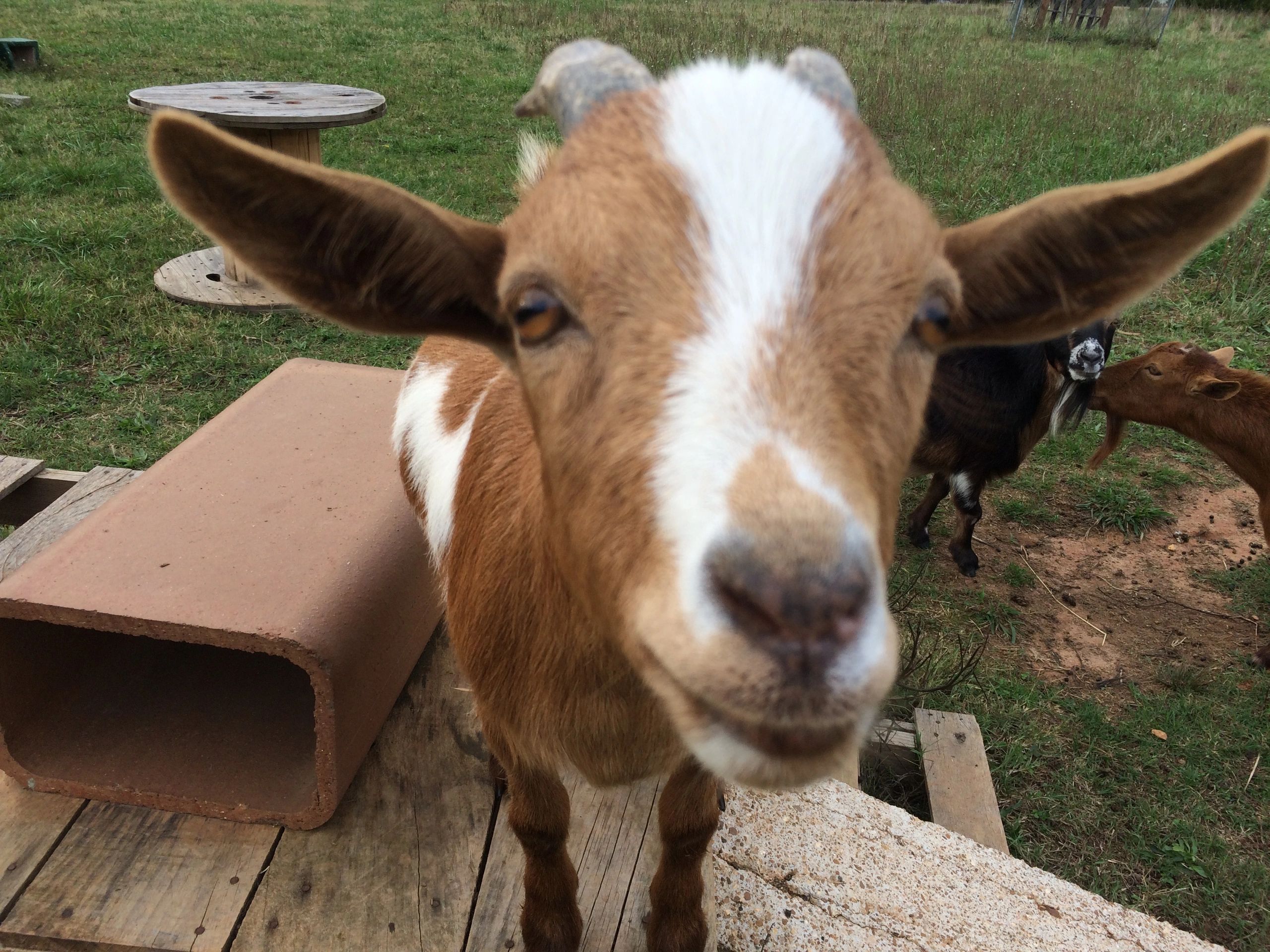 goat face