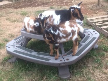 Momma goat with babies on picnic table.