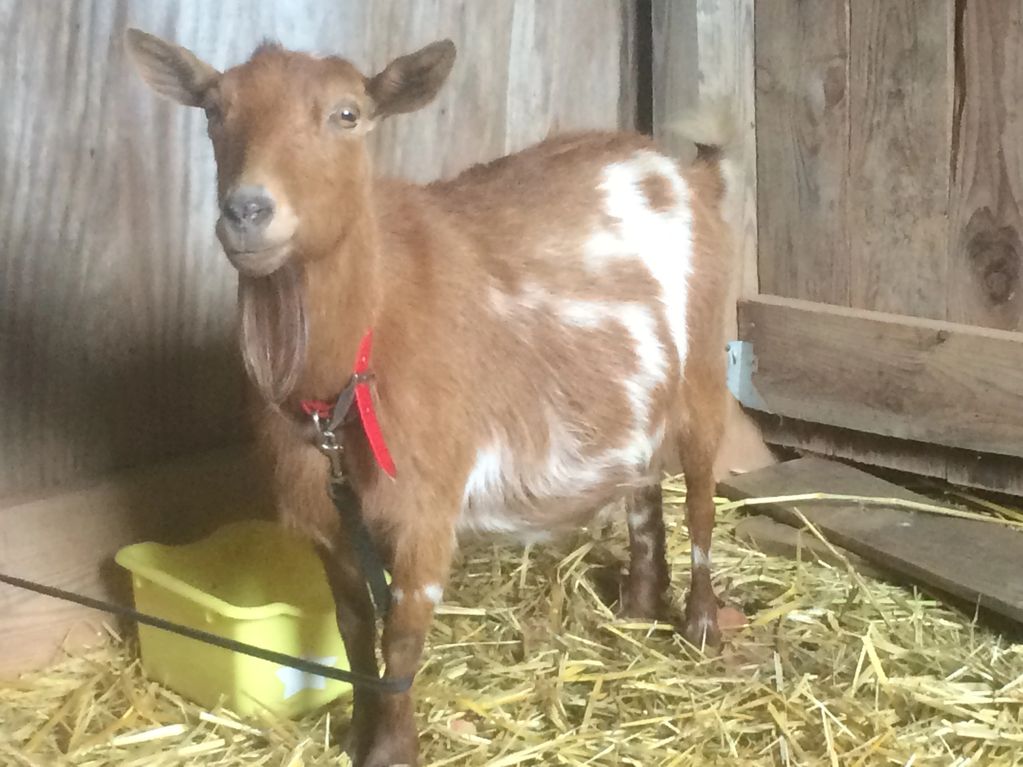 Beautiful Nigerian Dwarf doe. Goat with beard. Goat on leash.