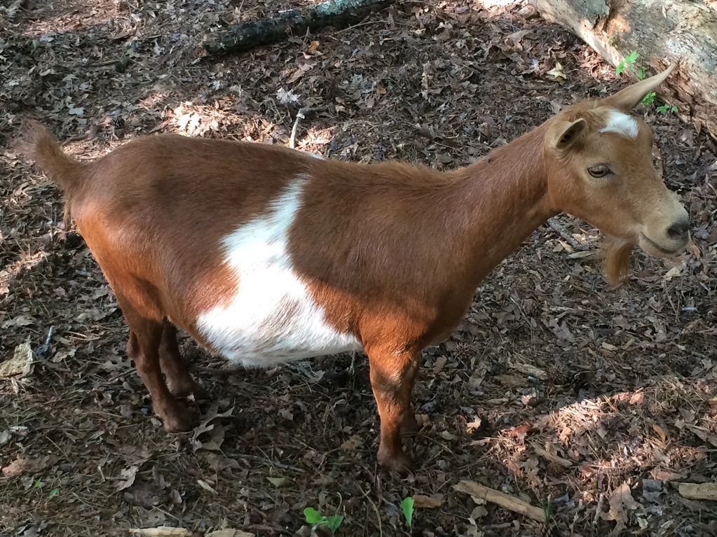 Nigerian Dwarf goat with bunny