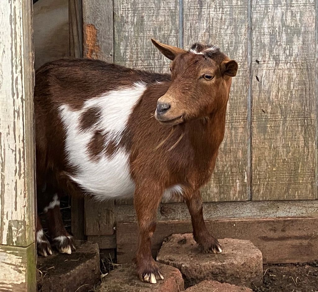 Nigerian Dwarf goat guarding her tribe. Goat lookout.