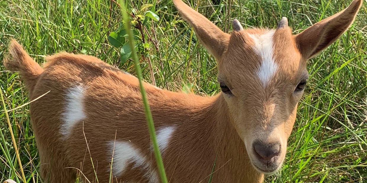 Beautiful Nigerian Dwarf Goat