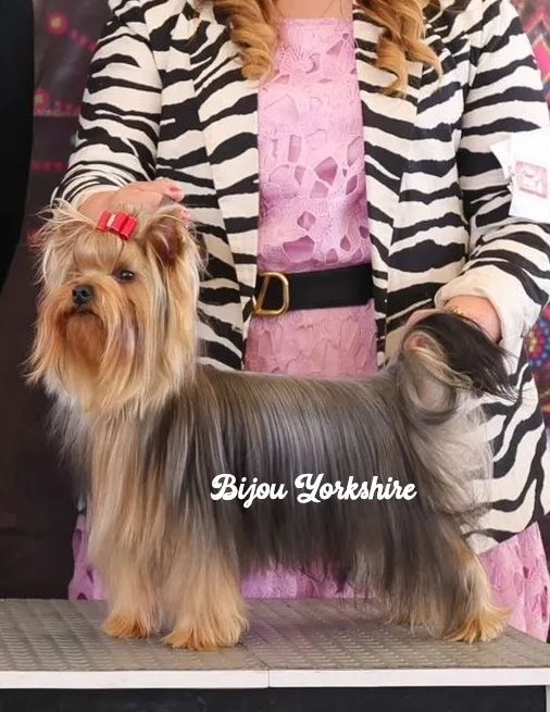 Yorkshire terrier posando en show de perros