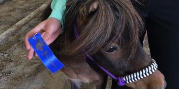 A person holds a blue ribbon near a small horse or pony wearing a purple halter.