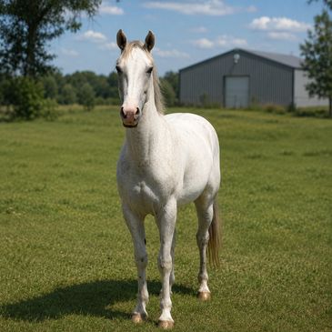 A white horse standing on green grass in a sunny field.