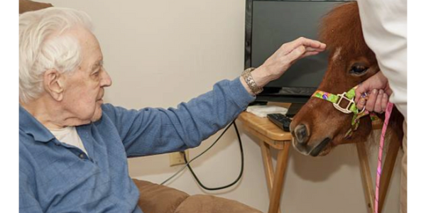 Elderly man gently petting a small pony indoors.