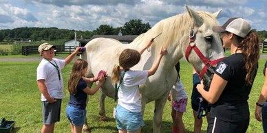 Children grooming a white horse outdoors on a sunny day.