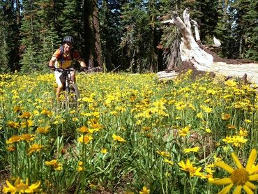 Biker with wildflowers along the route.
