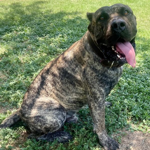 Happy brindle dog sitting on grass with tongue out on a sunny day.