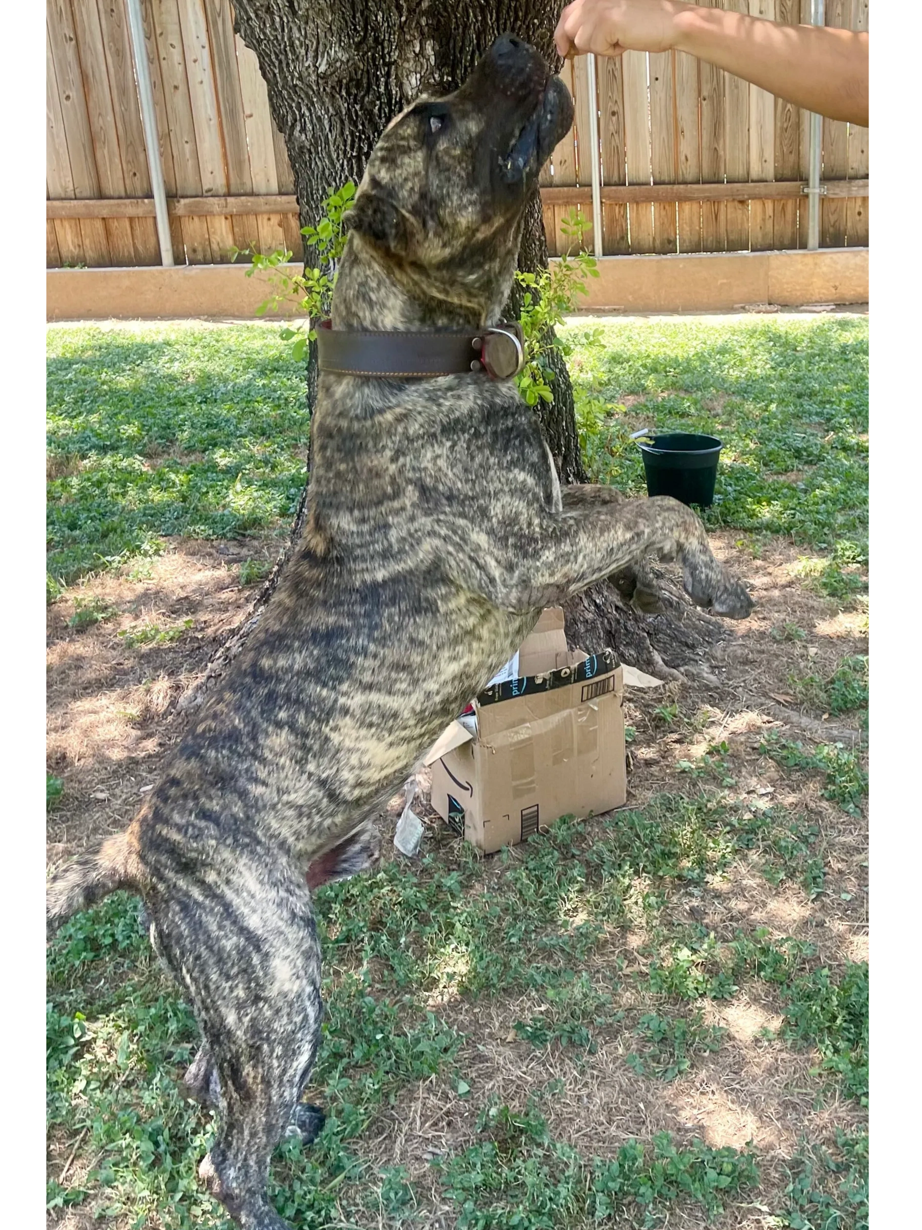 Brindle dog standing on hind legs reaching for treat in backyard.