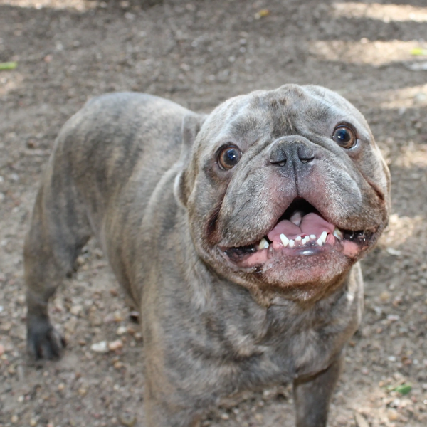 Happy brindle French Bulldog standing outdoors on dirt.