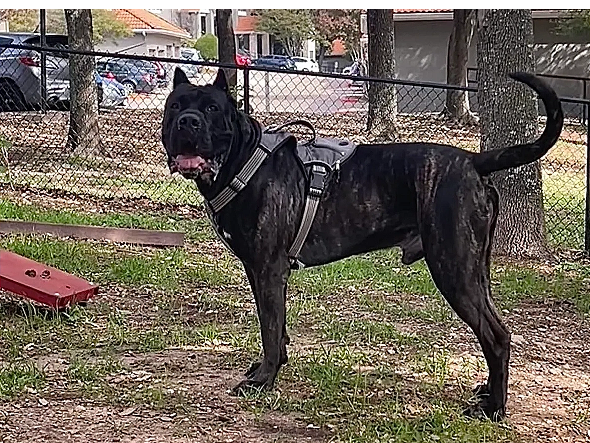 Barbwire's Romeo