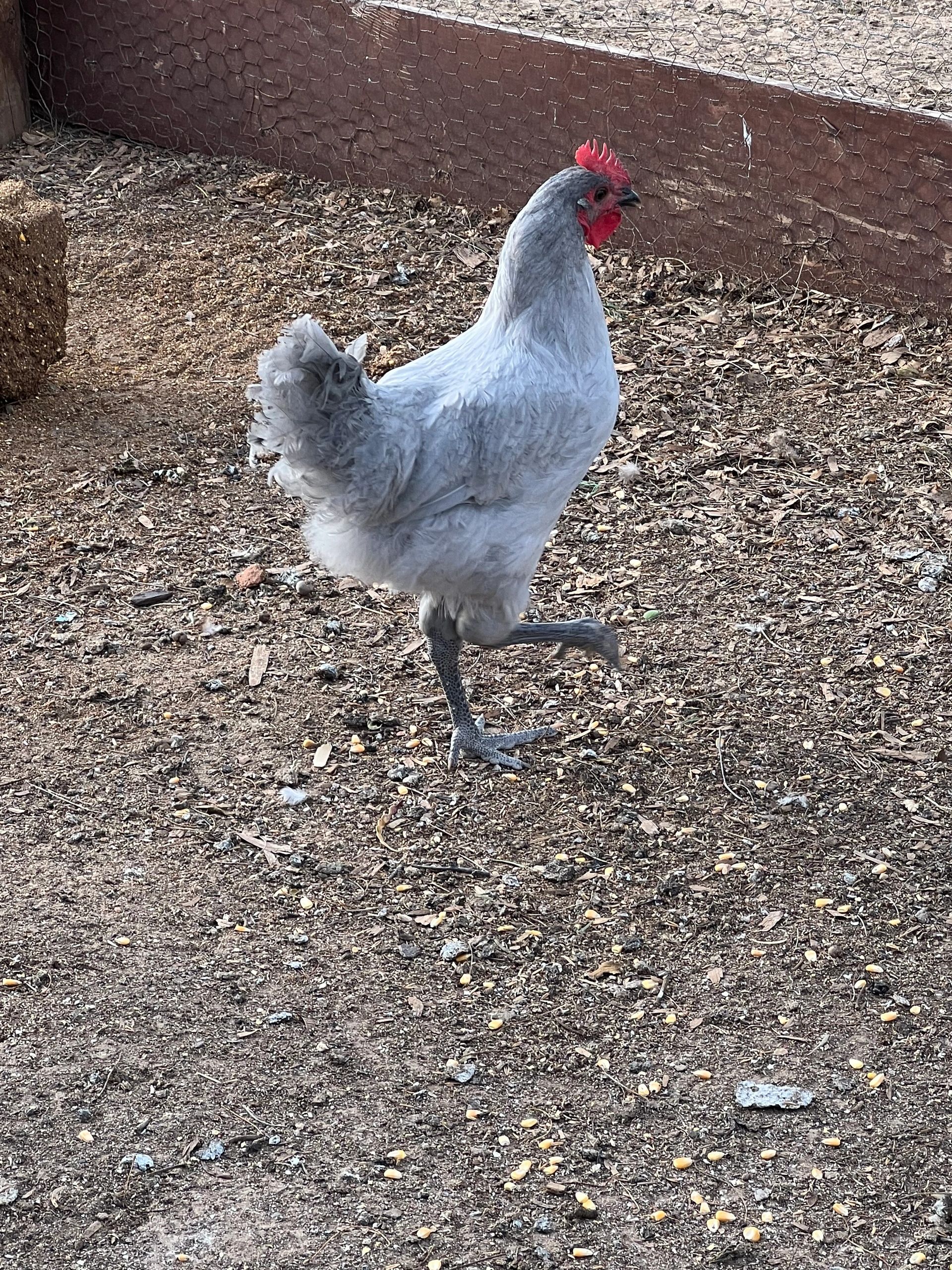 One proud chick!