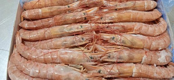 Red Shrimps