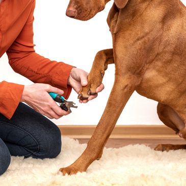 Person trimming a large dog's nails indoors on a soft carpet.