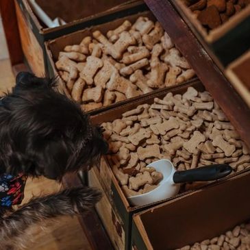 A dog curiously inspecting bone-shaped dog treats in boxes.