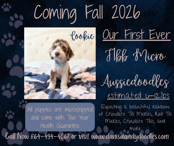 Announcement of first-ever F1bb Micro Aussiedoodles puppies coming Fall 2026.