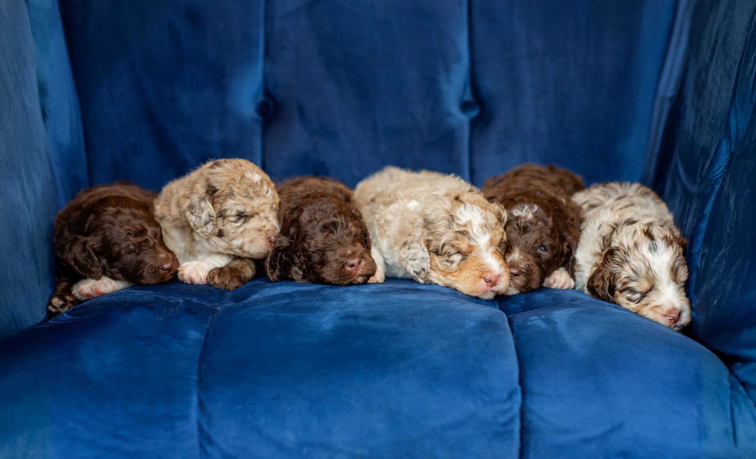 Available Puppies