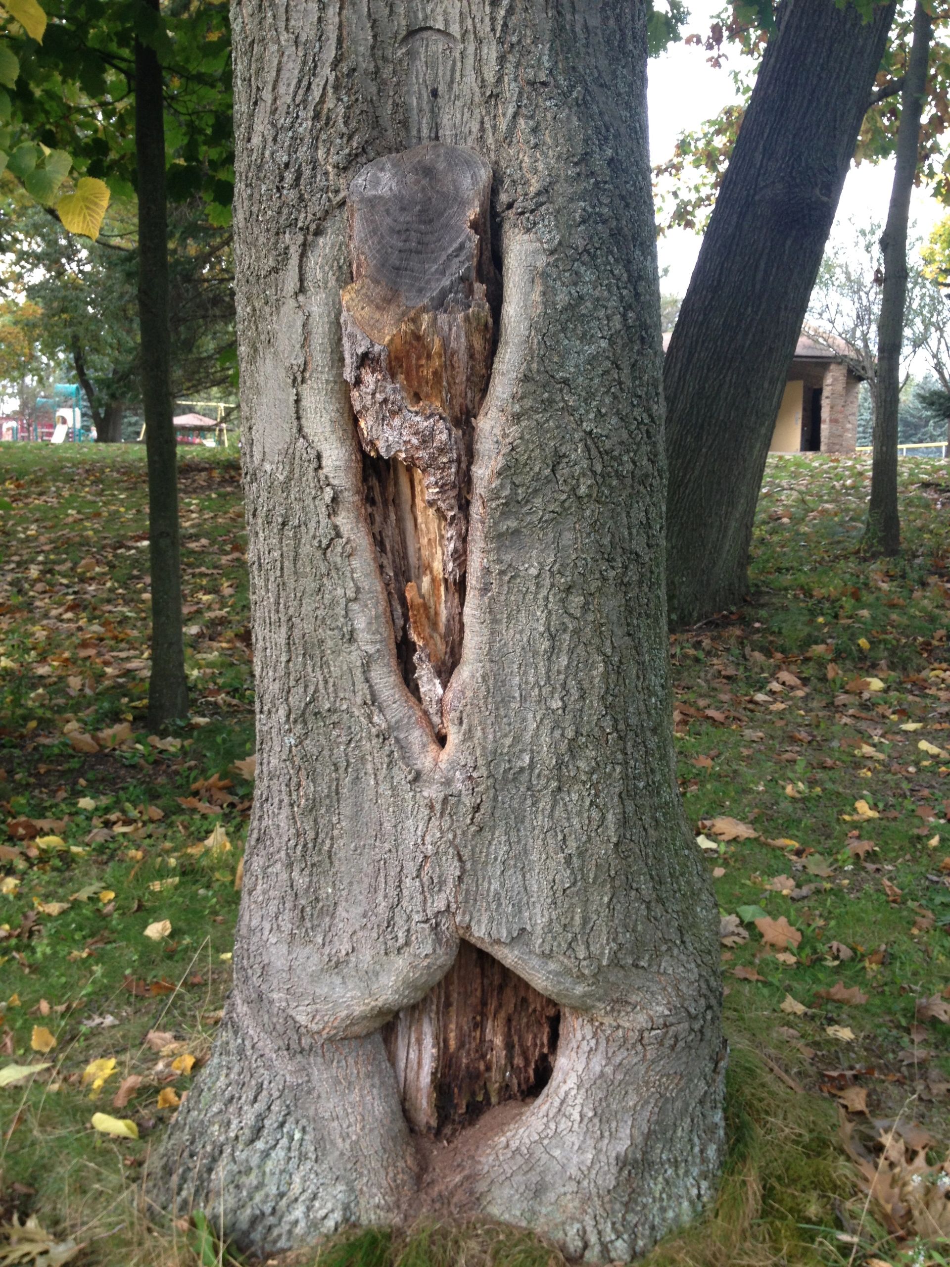 Example of Nature-Inspired Writing