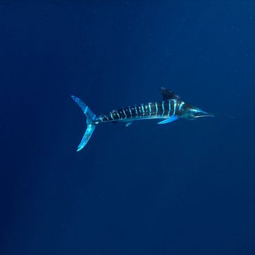 marlin swimming in the deep water of baja california sur