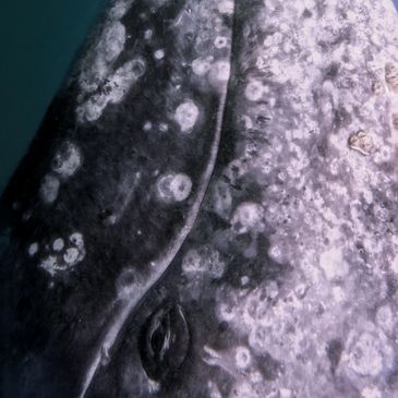 eye of a gray whale in puerto chale in baja california sur