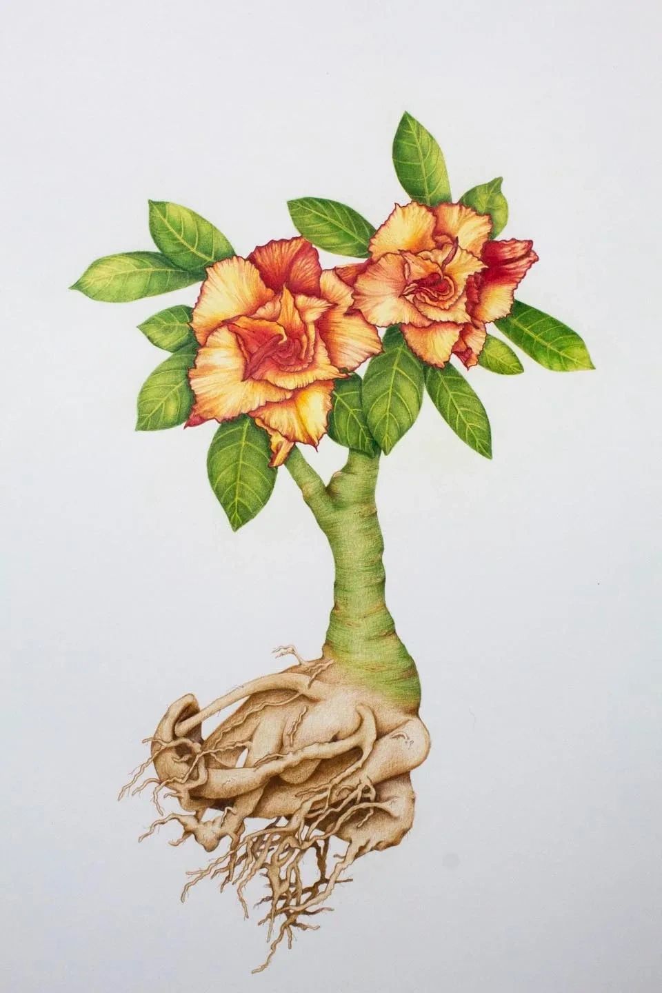 Desert Rose 'Golden Carrot' Colored Pencil