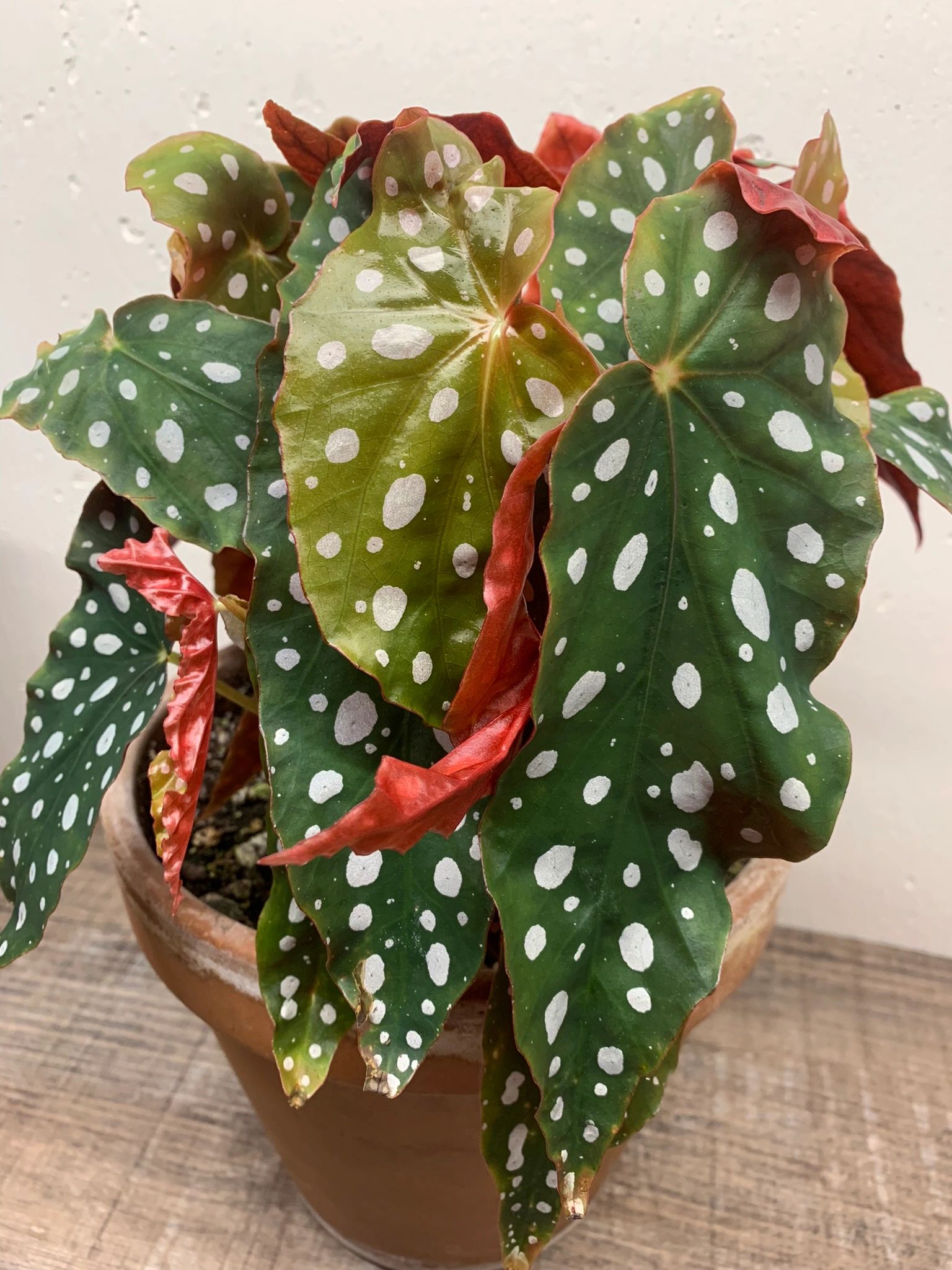 Begonias for Beginners: the Easiest Begonias to Grow