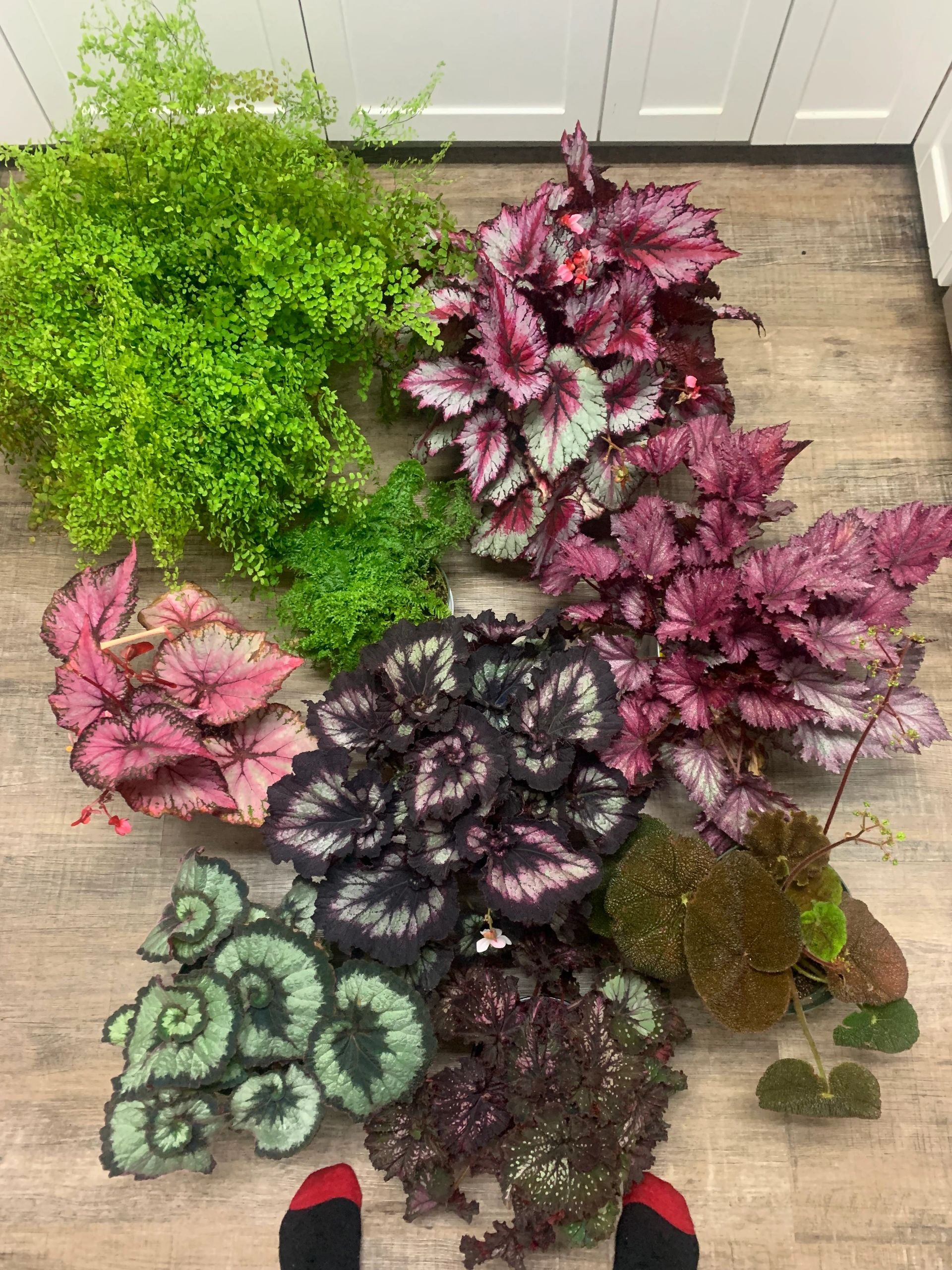 How to Grow Rex Begonias - Tips from a Begonia Grower